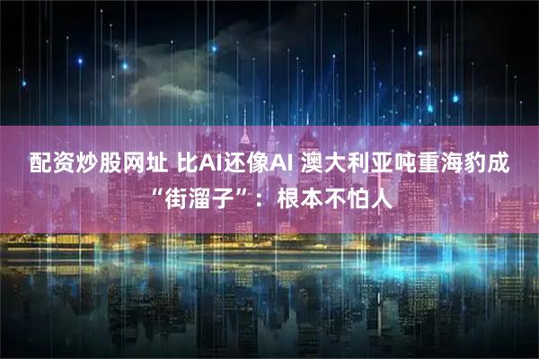 配资炒股网址 比AI还像AI 澳大利亚吨重海豹成“街溜子”:根本不怕人